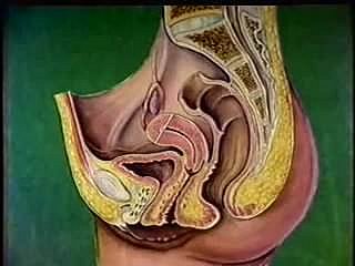 Feminino anatomia gain trato reprodutivo